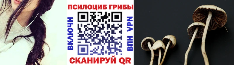 Купить закладки  Моздок  Псилоцибиновые грибы Psilocybine cubensis 